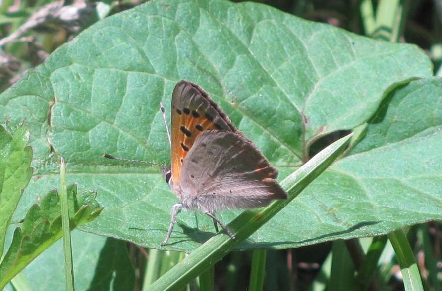 Lycaena phlaeas?